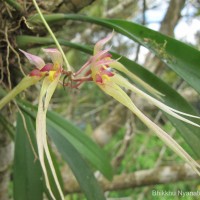 <i>Bulbophyllum macraei</i>  (Lindl.) Rchb.f.